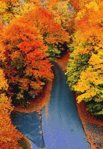 Colorful Fall Path Colorful Fall Path