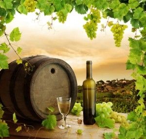 Vineyard Harvest