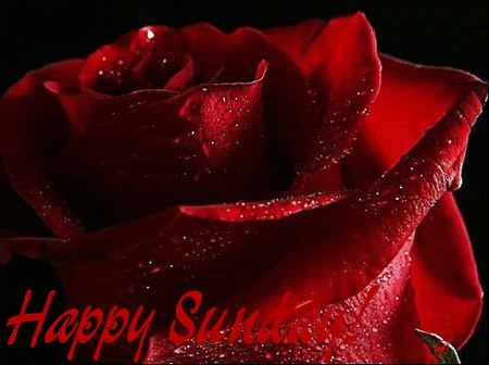 Happy Sunday Happy Sunday