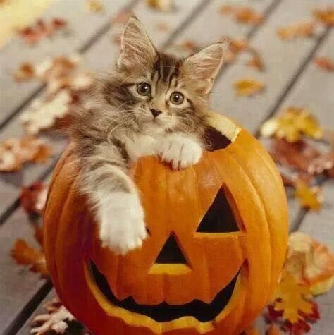 Cat in a Jack O Lantern Cat in a Jack O Lantern