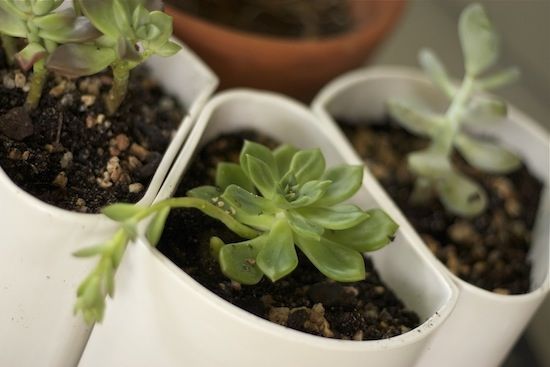 DIY Repotting Succulents DIY Repotting Succulents