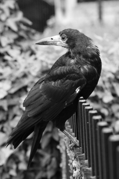 Black crow Black crow