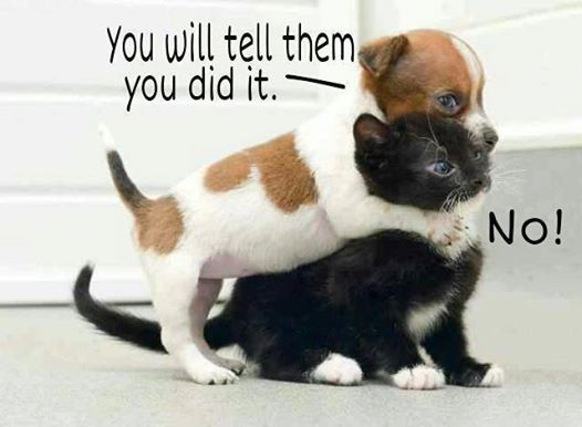 Tell them you did it