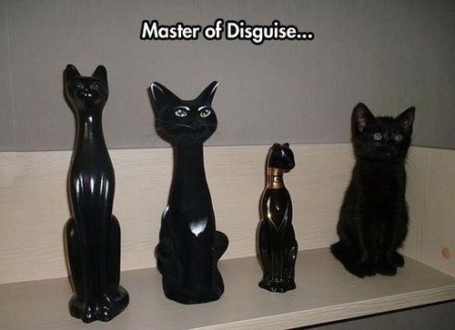 Master of