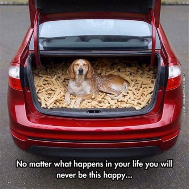Happiest Dog Happiest Dog