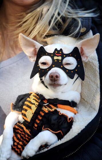 Bat Dog Costume for Halloween
