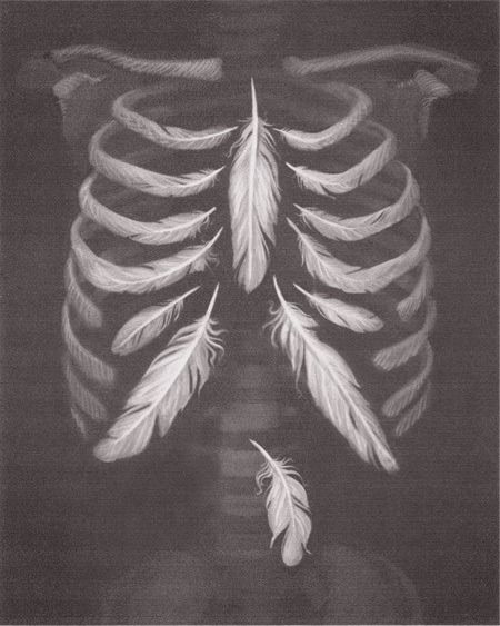 Feathered Anatomy Feathered Anatomy