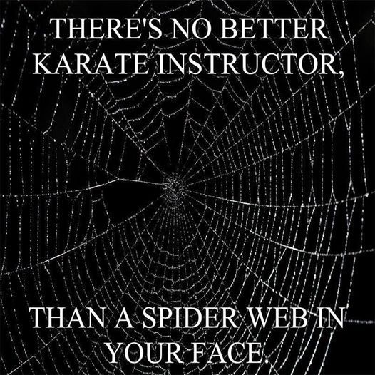 A Spider Web In Your Face A Spider Web In Your Face