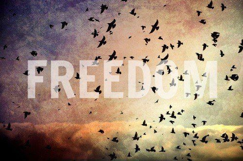 Freedom Freedom