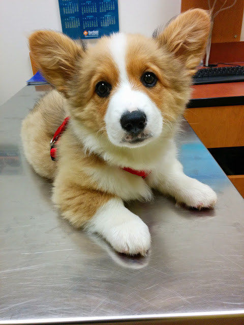 Adorable Corgi Puppy