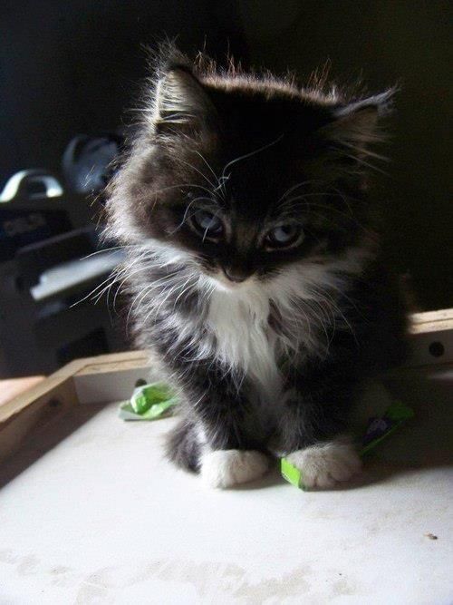 Cute Kitten