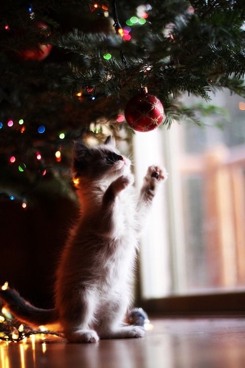 Kitty playing with christmas ornament