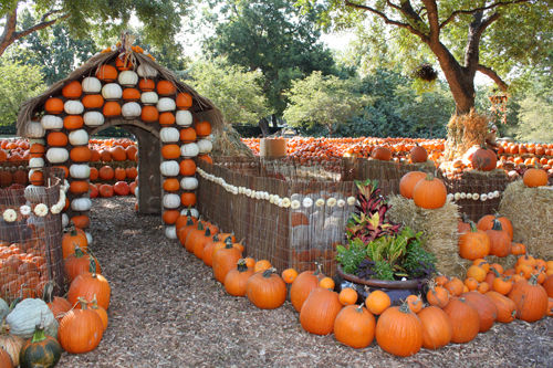 Dallas, TX Pumpkin Village at the Arboretum -2 Dallas, TX Pumpkin Village at the Arboretum -2