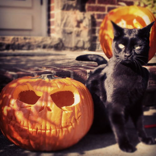 Jack O Lantern and Black Cat Jack O Lantern and Black Cat