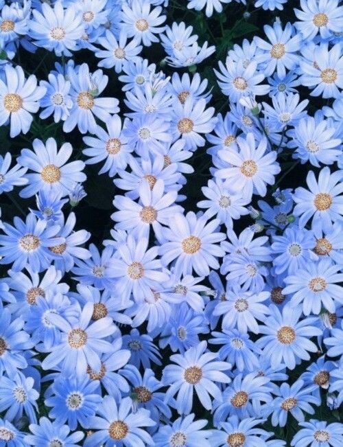 Daisies Daisies