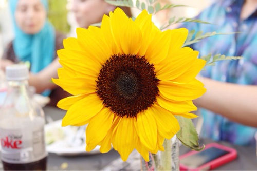 Big Sunflower Big Sunflower