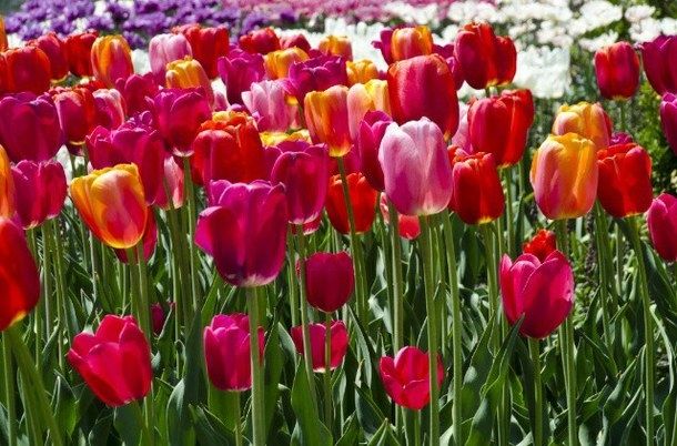 Red, pink and orange tulips Red, pink and orange tulips