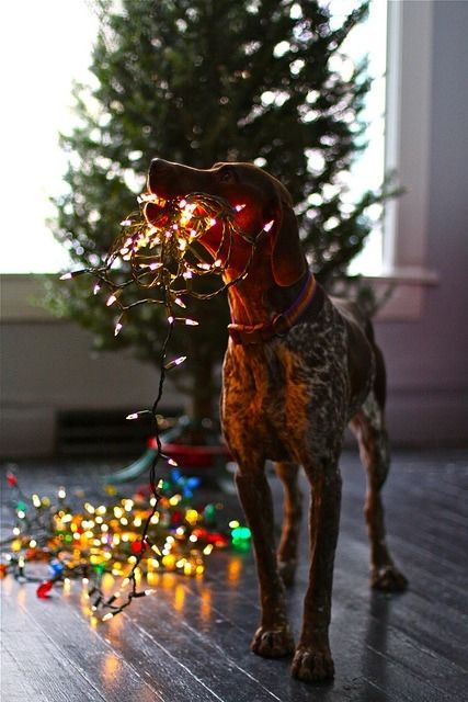 Dog helping with Christmas lights
