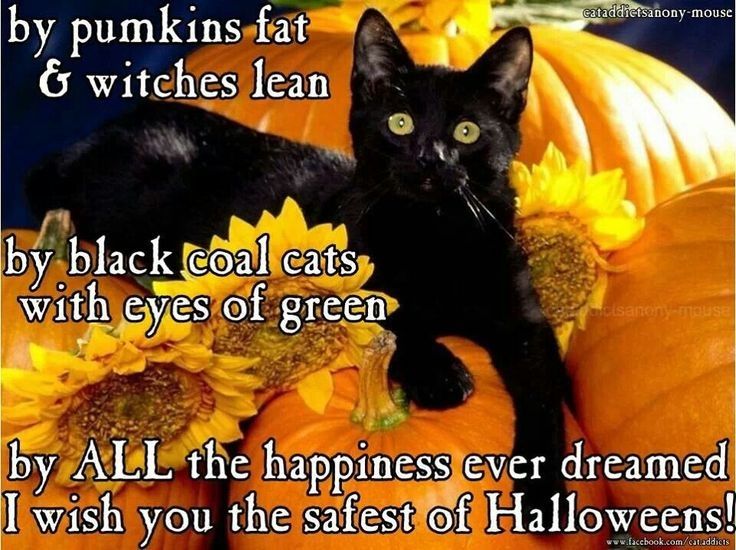 I wish you the safest Halloween I wish you the safest Halloween