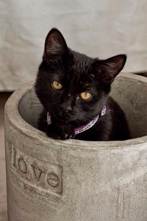 Love for the Black Kitty