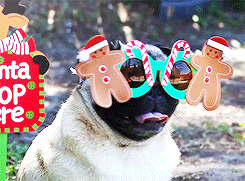 Christmas Pug