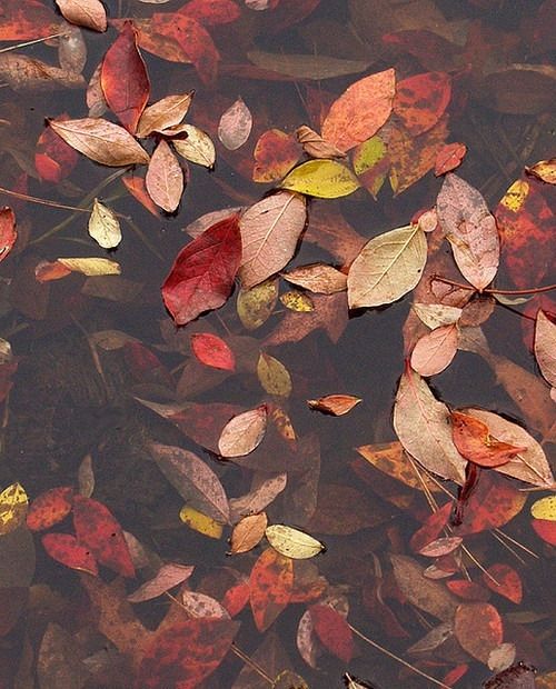 Seasonal leaves