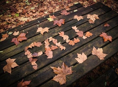 Fall Fall
