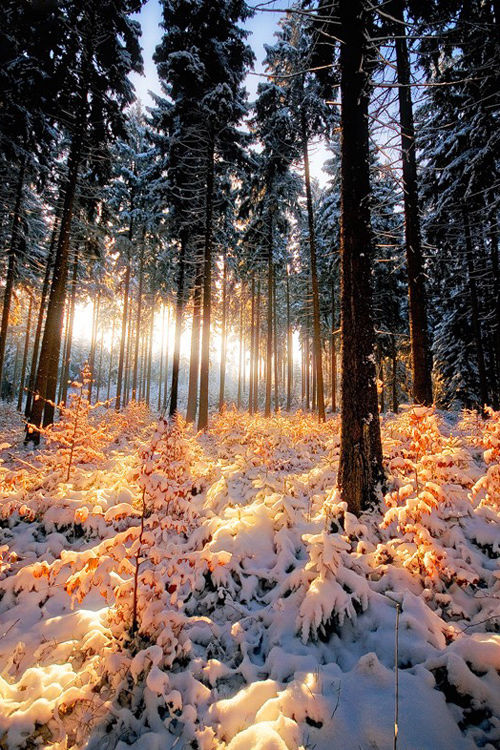 Open nature Open nature