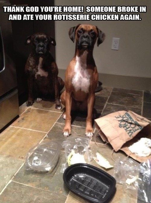 Mans best friend befriends friend Mans best friend befriends friend