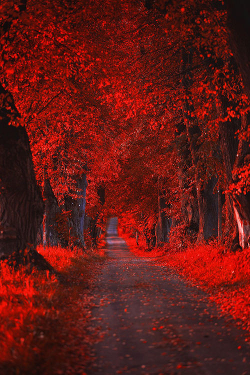 Red Autumn strip Red Autumn strip