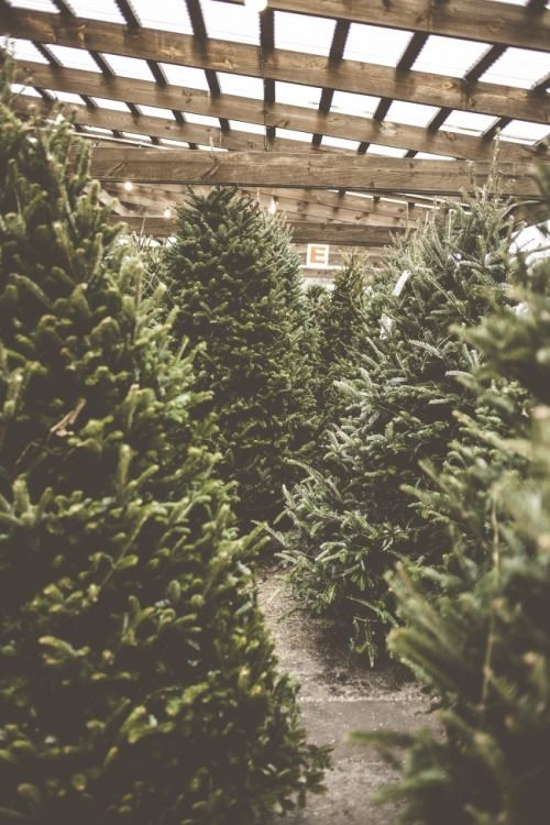 Christmas Tree Stand