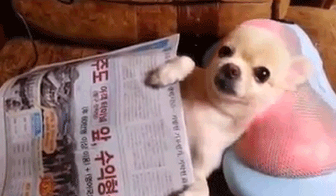Relaxing Puppy Relaxing Puppy