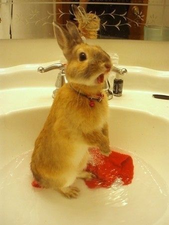 Surprised Bunny Surprised Bunny