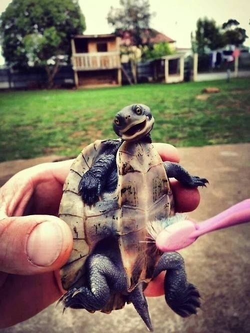 Turtle Brushed clean
