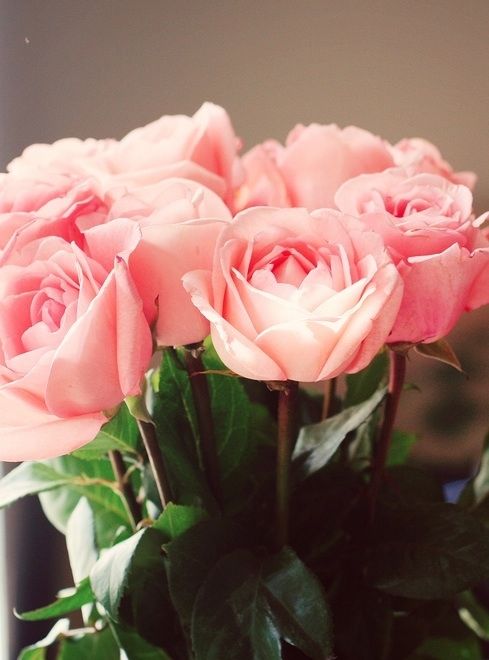 Pink Roses