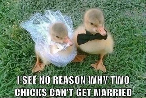 Two chicks Two chicks