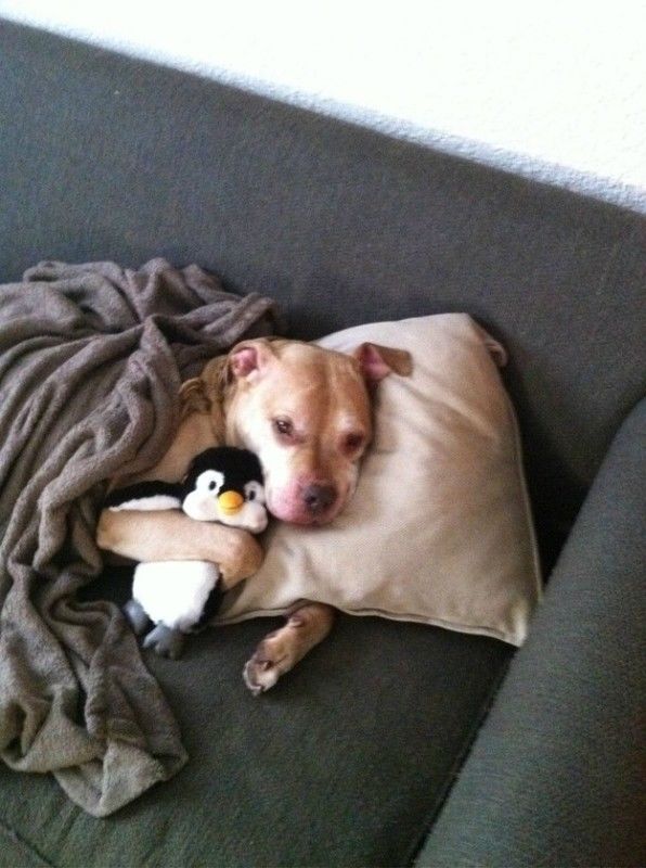 Dog and his stuffed animal