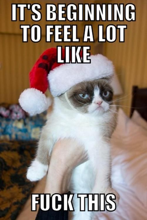 Grumpy Cat wont play along Grumpy Cat wont play along