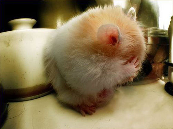 Shy Hamster Hides his Face Shy Hamster Hides his Face