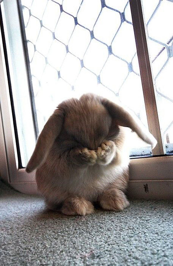 Hide N Seek Bunny