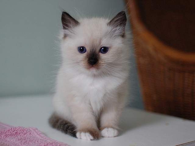 Pretty Blue Eyed Blue Bengal Kitty