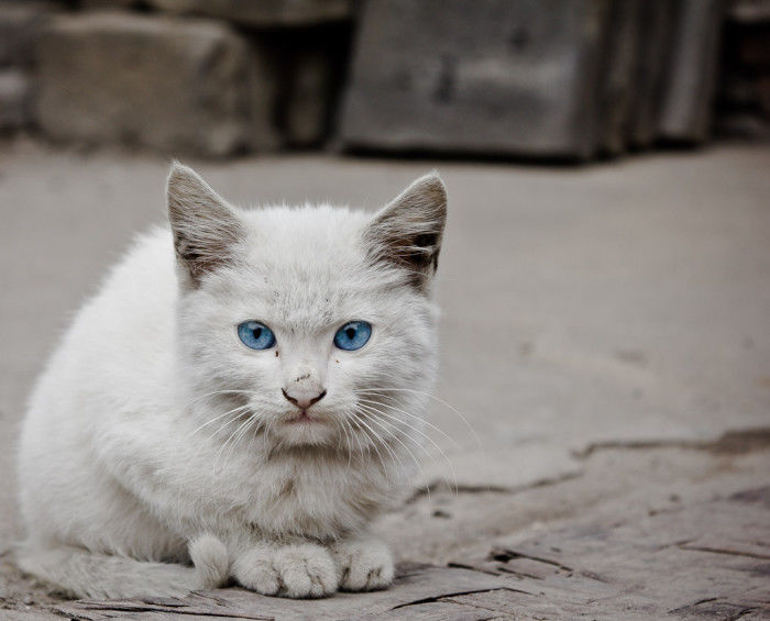 Beautiful Kitty with Blue Eyes