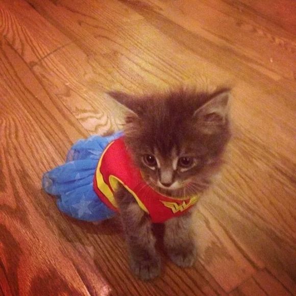 Wonder Kitty Wonder Kitty