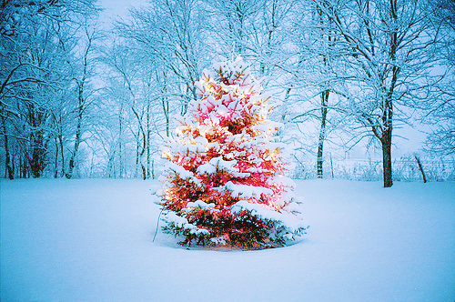 Natures Christmas tree Natures Christmas tree