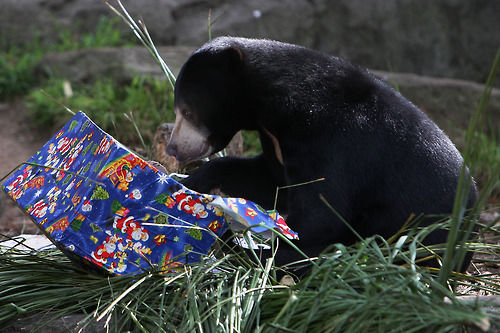 Zoo Gift wrapped presents and Sun Bear Zoo Gift wrapped presents and Sun Bear