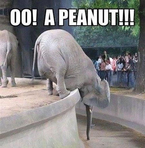 OO!  A Peanut!!!!