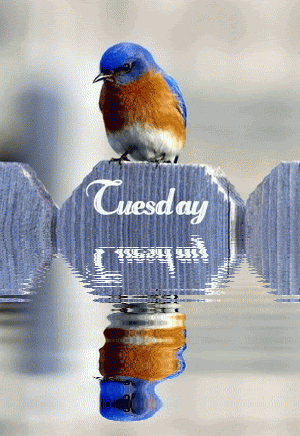 Tuesday Tuesday