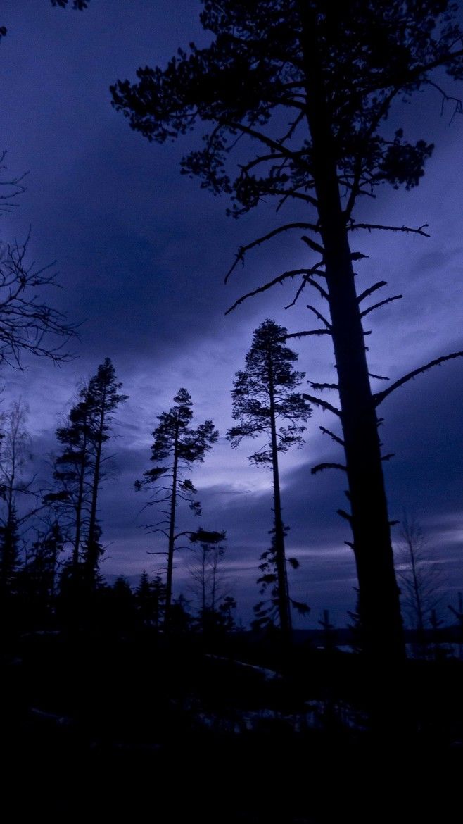 Trees at Night