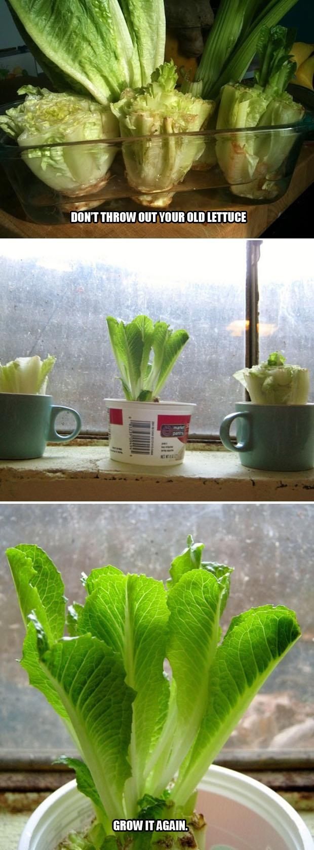 Replant Your Old Lettuce Replant Your Old Lettuce