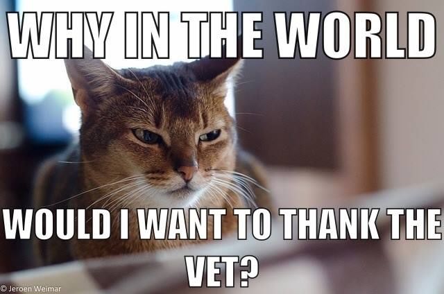 That cat instinct That cat instinct